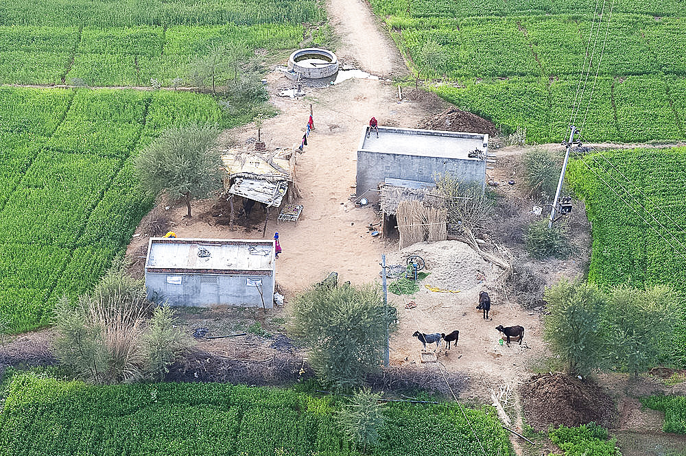 Man sitting on house roof in tiny agricultural hamlet amidst fields of vegetables, northeast of Jaipur, Rajasthan, India, Asia