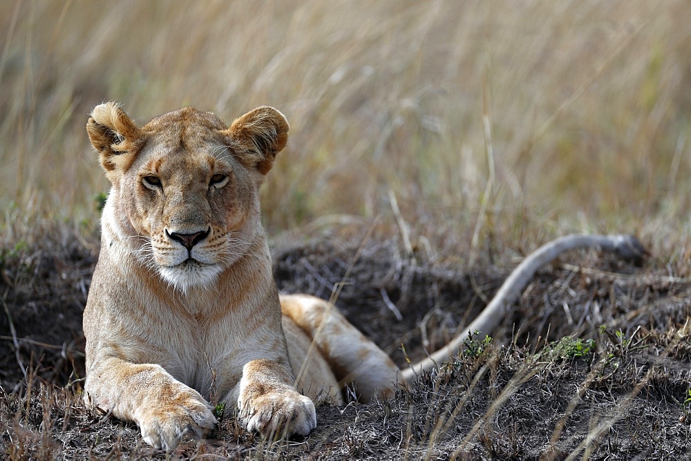 Lioness (Panthera leo) in savanna, Masai Mara Game Reserve, Kenya, East Africa, Africa