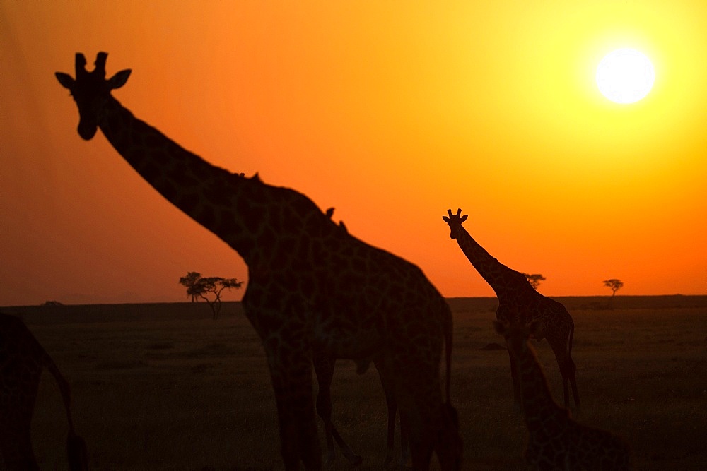 Silhouettes of giraffe (Giraffa camelopardalis) at sunset, Serengeti National Park, Tanzania, East Africa, Africa