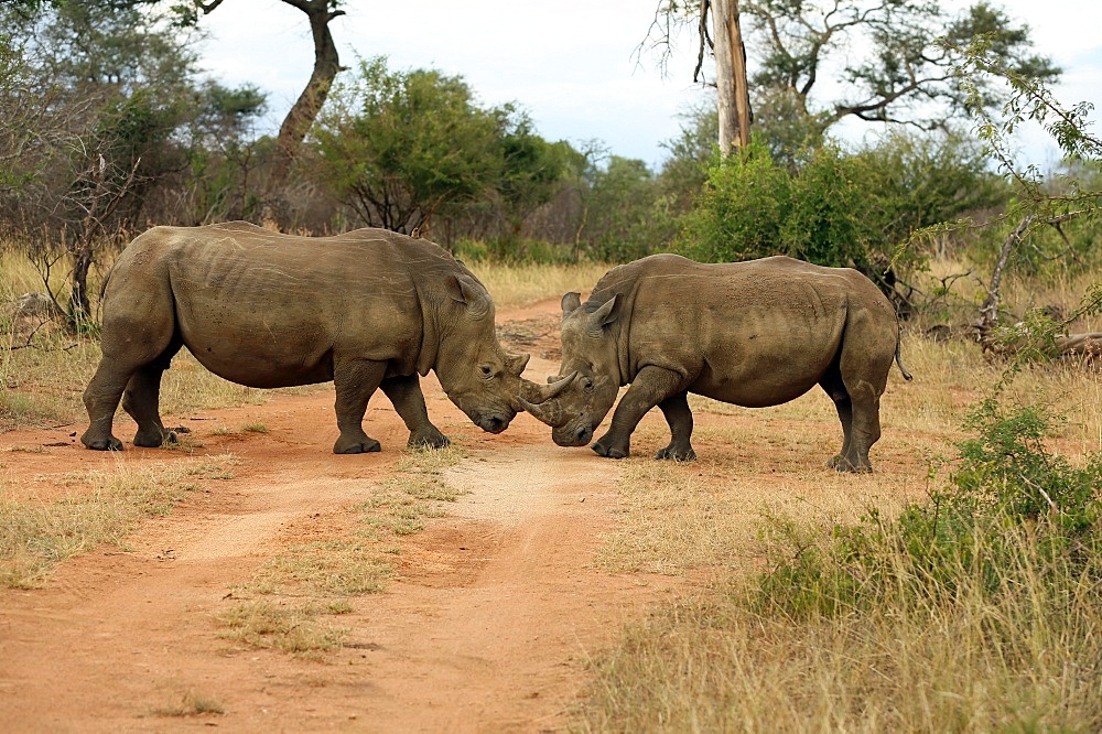 White rhinoceros (Ceratotherium simum) pair, Kruger National Park, South Africa, Africa