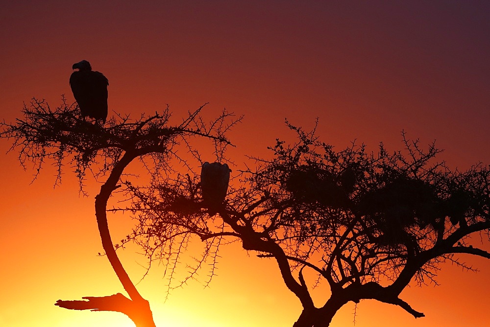 Griffon vulture (Gyps fulvus) in a tree at sunrise, Masai Mara Game Reserve, Kenya, East Africa, Africa