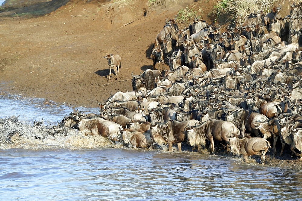 Herd of migrating wildebeest (Connochaetes taurinus) crossing Mara River, Masai Mara Game Reserve, Kenya, East Africa, Africa