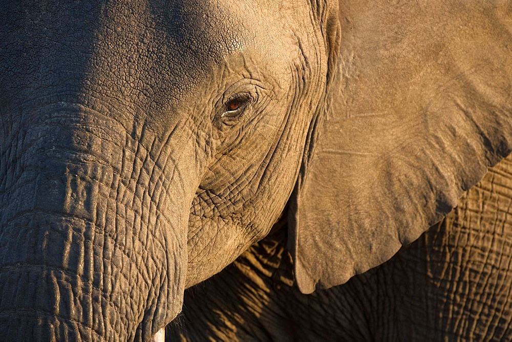 Close-up of baby African Elephant (Loxodonta africana), Kruger National Park, South-Africa, Africa