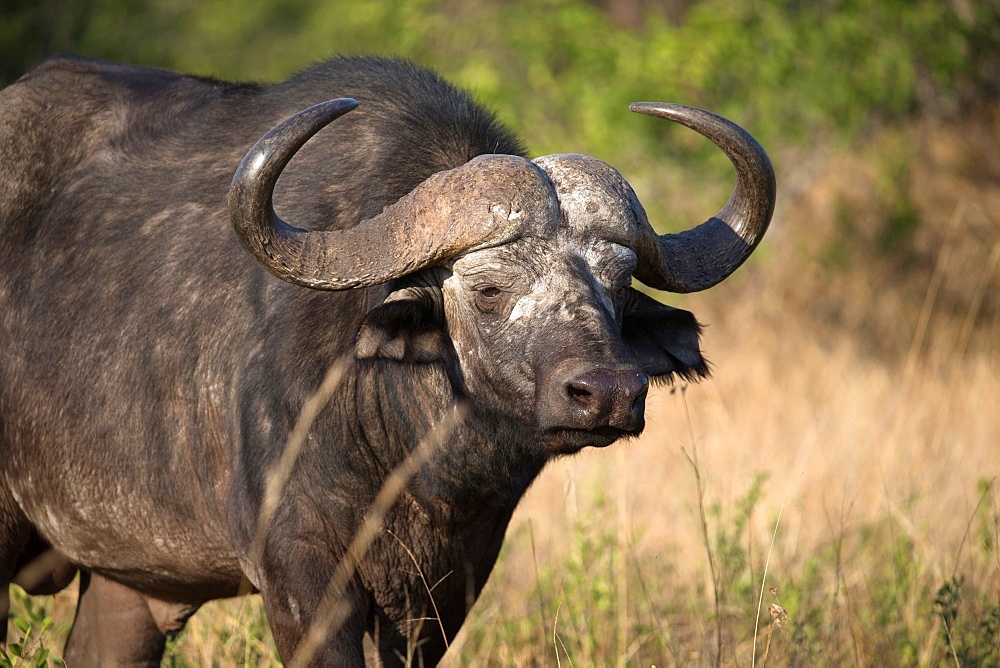 African Buffalo (Syncerus caffer), Kruger National Park, South-Africa, Africa