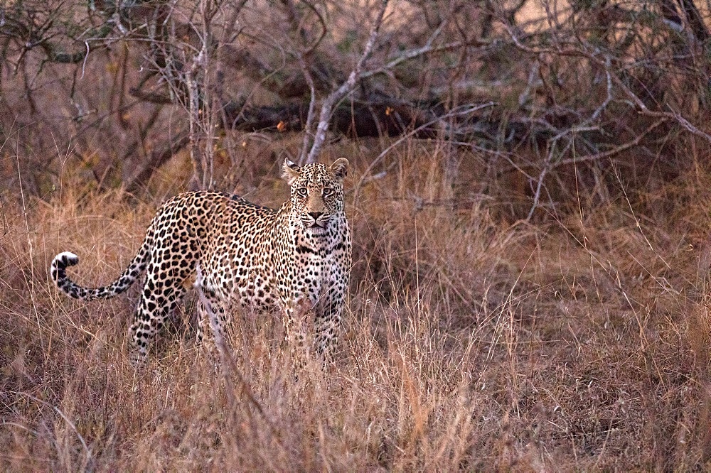 African Leopard (Panthera pardus) in savanna, Kruger National Park, South-Africa, Africa