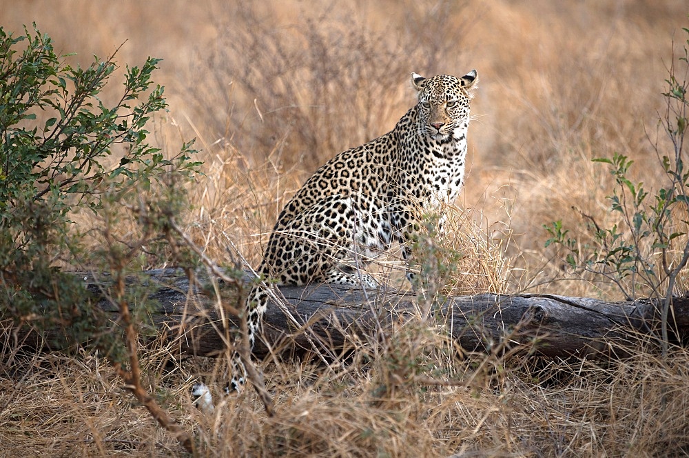 African Leopard (Panthera pardus) in savanna, Kruger National Park, South-Africa, Africa