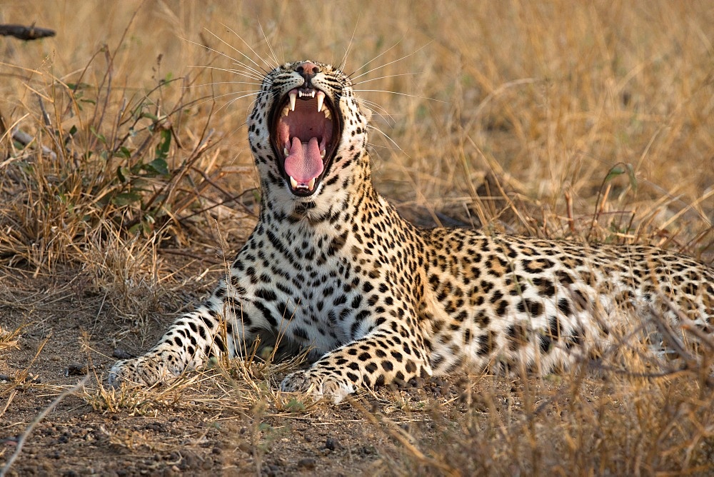 African Leopard (Panthera pardus) in savanna, Kruger National Park, South-Africa, Africa