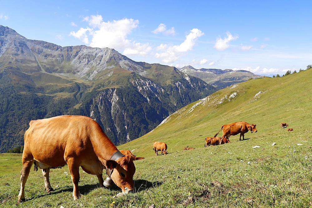 The milk used for Beaufort cheese comes from the Tarine cows that graze in the high pastures, Peisey Nancroix, Savoie, French Alps, France, Europe