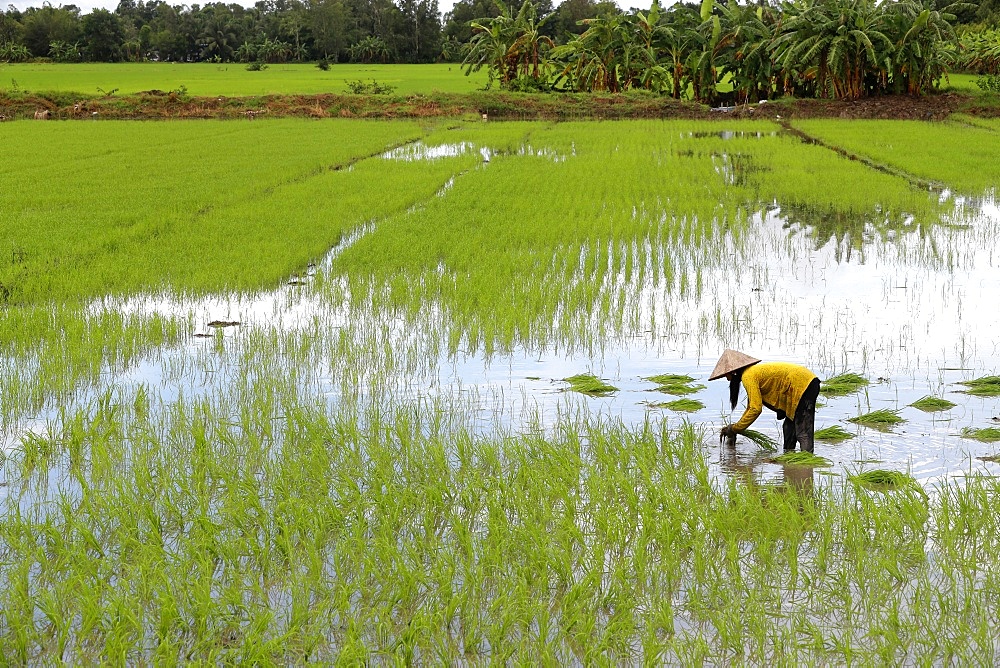 Woman farmer working in a rice field transplanting rice in the Mekong Delta, Can Tho, Vietnam, Indochina, Southeast Asia, Asia