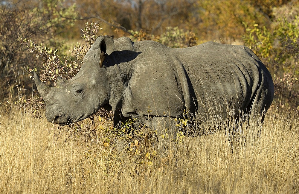 White rhinoceros (Ceratotherium simum) standing in the bush, Kruger National Park, South Africa, Africa