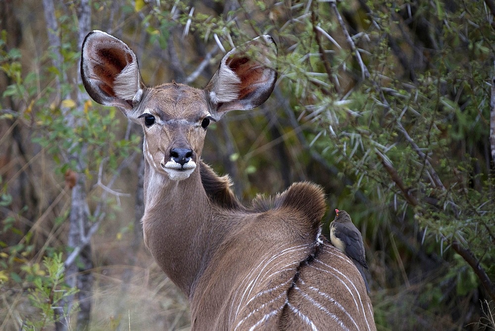 Waterbuck (Kobus ellipsiprymnus), Kruger National Park, South Africa, Africa