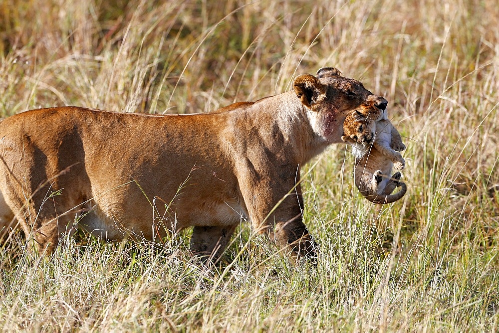 A lioness (Panthera leo) moving a young cub by carrying it in her mouth, Masai Mara National Park, Kenya, East Africa, Africa