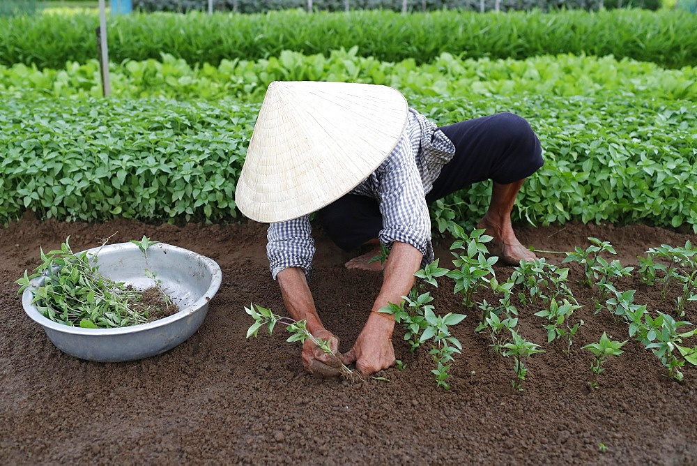 Vietnamese woman planting seedlings in Organic vegetable gardens in Tra Que Village, Hoi An, Vietnam, Indochina, Southeast Asia, Asia