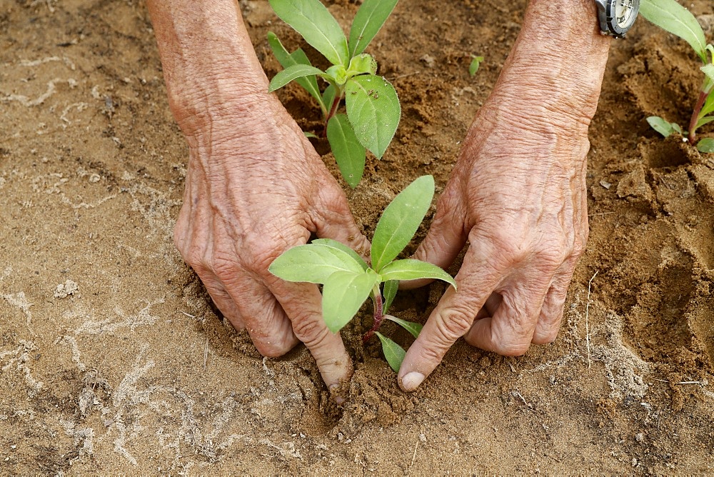 Close-up of Vietnamese farmer planting seedlings in Organic vegetable gardens in Tra Que Village, Hoi An, Vietnam, Indochina, Southeast Asia, Asia