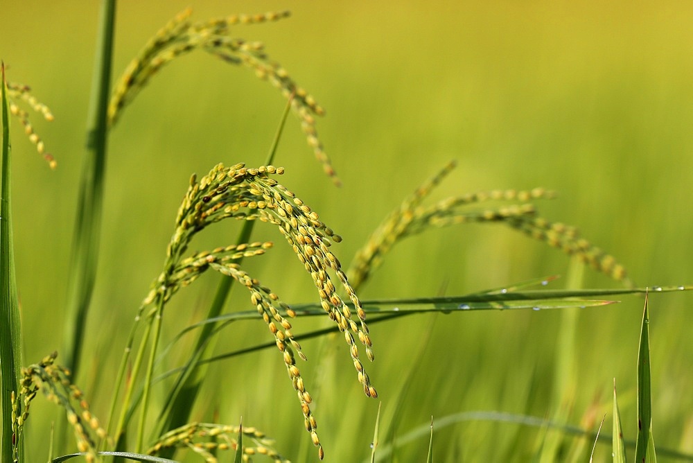 Rice grain ready for harvesting in green rice field, Hoi An, Vietnam, Indochina, Southeast Asia, Asia