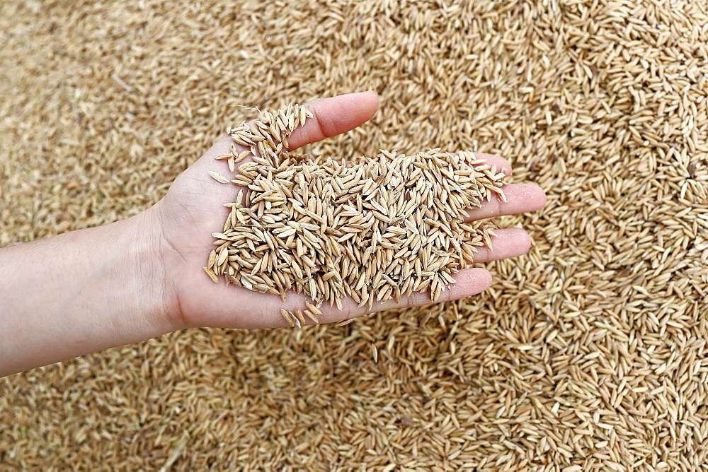 Close-up cropped image of farmer holding rice seeds, after rice harvest, Hoi An, Vietnam, Indochina, Southeast Asia, Asia