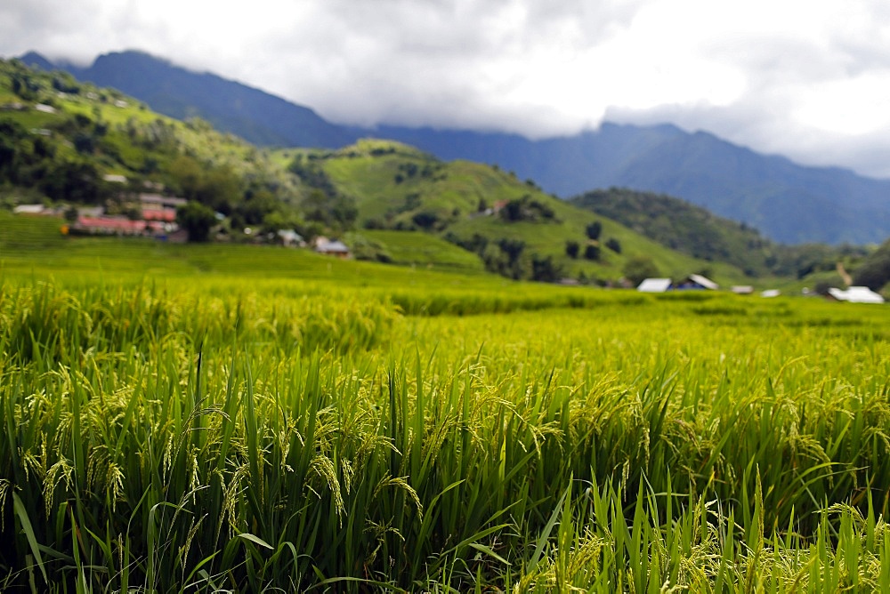 Rice fields on terraces, Sapa, Vietnam, Indochina, Southeast Asia, Asia