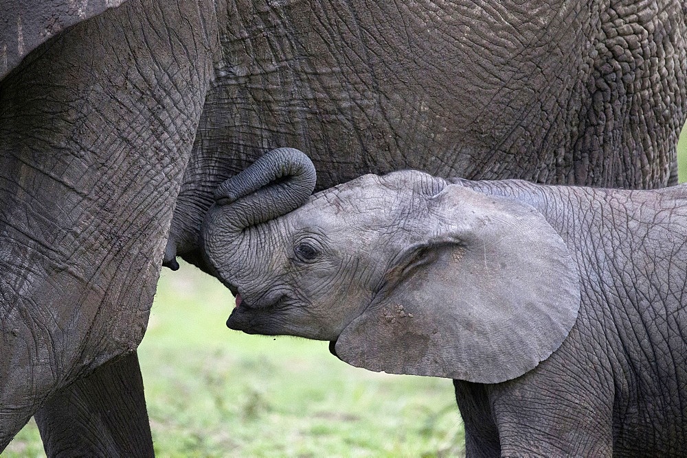 African elephant (Loxodonta africana), female with calf, Masai Mara National Park, Kenya, East Africa, Africa