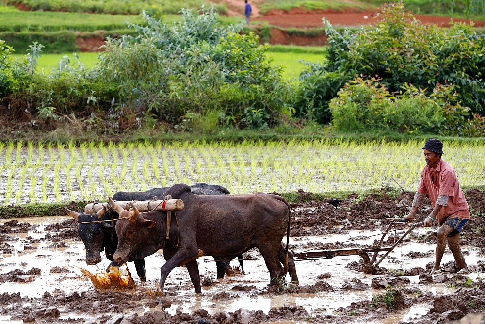 Farmer ploughing rice paddy field with traditional primitive wooden oxen-driven plough, Madagascar, Africa