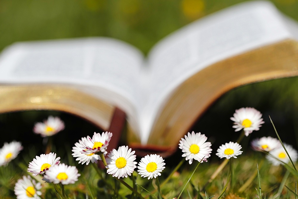 Open Bible in the grass with daisies in the foreground, France, Europe