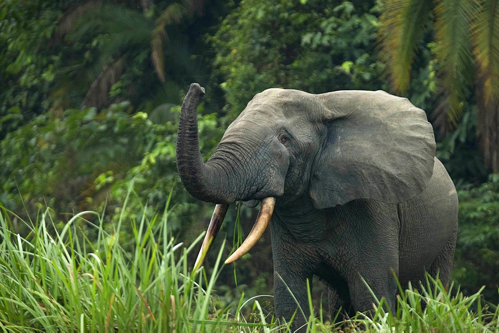 African forest elephant (Loxodonta cyclotis), Odzala-Kokoua National Park, Republic of the Congo, Africa