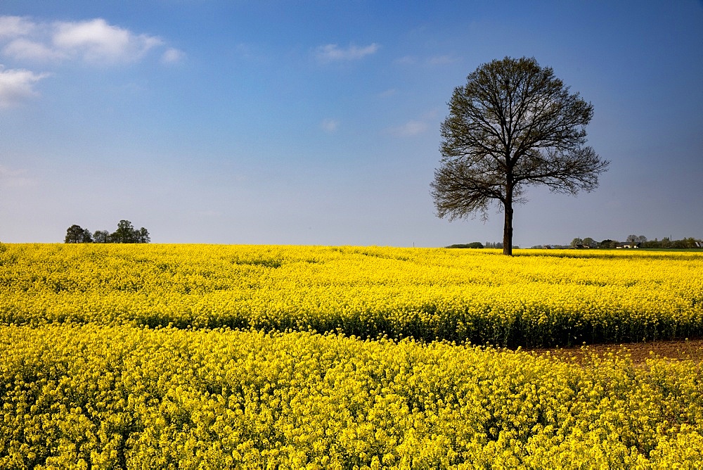 Rapeseed field in Eure, Normandy, France, Europe