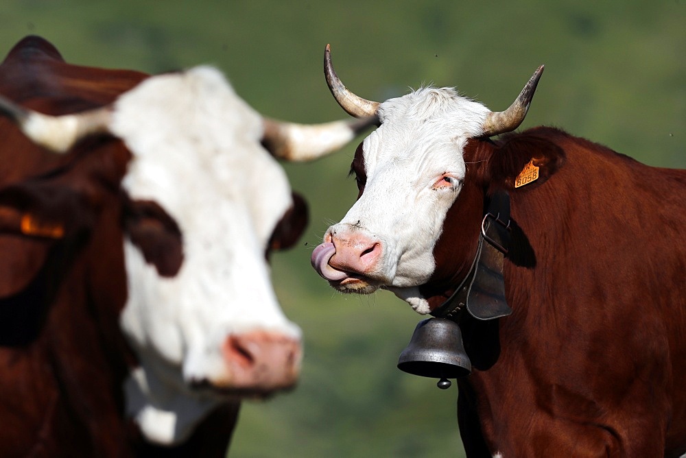 Abondance cows in the French Alps, their milk is used to produce cheeses such as treblochon, abondance and tome, Haute-Savoie, France, Europe