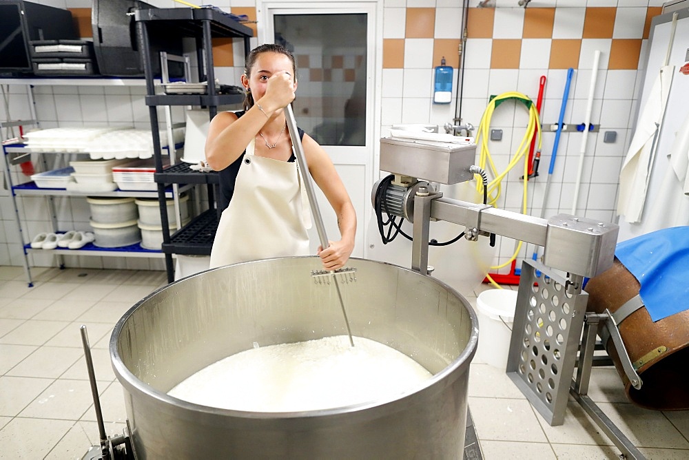 Traditional cheese factory. French cheese from Savoie produced from cows milk, Tome, Haute-Savoie, France, Europe