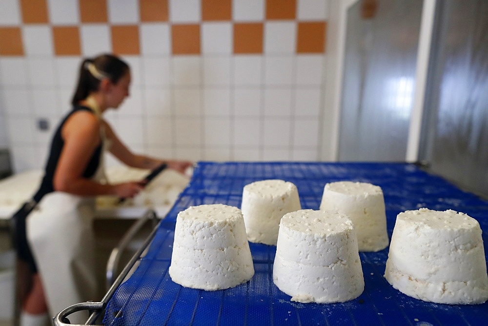 Goat cheese factory on traditional farm in the French Alps, Haute-Savoie, France, Europe