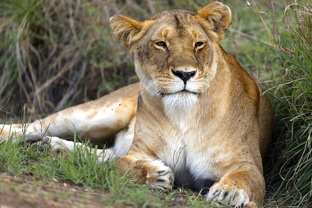 Lioness (Panthera leo) in savanna, Masai Mara National Park, Kenya, East Africa, Africa