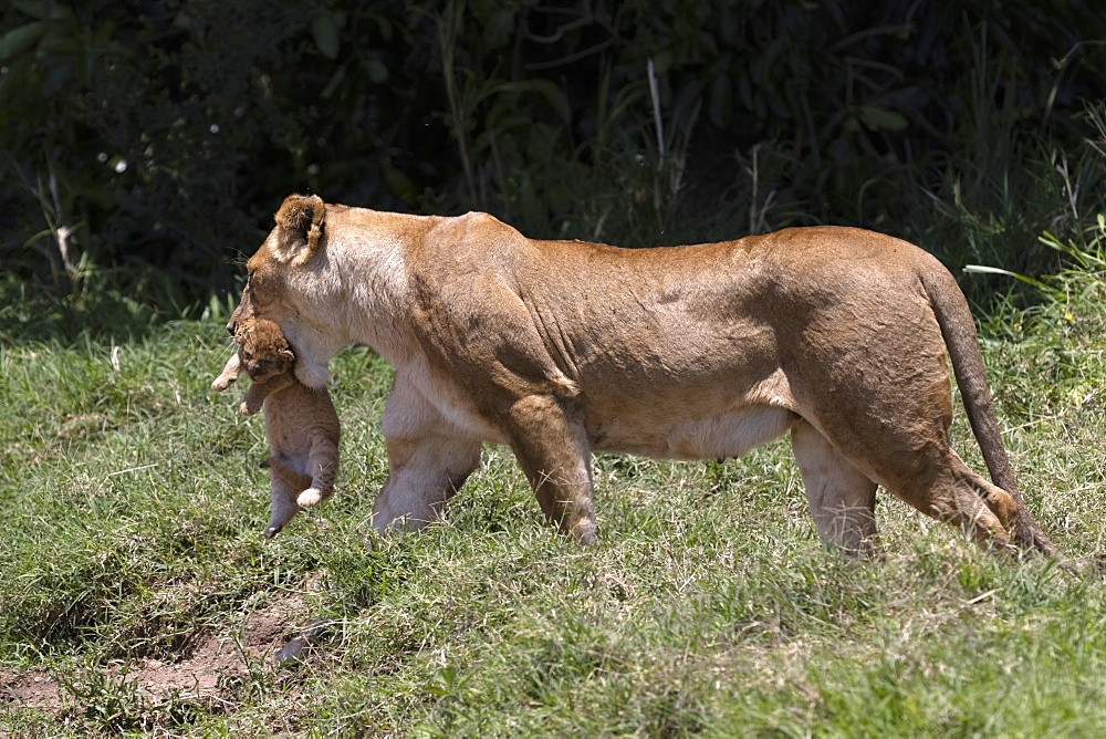 Lioness (Panthera leo) in savanna, Masai Mara National Park, Kenya, East Africa, Africa