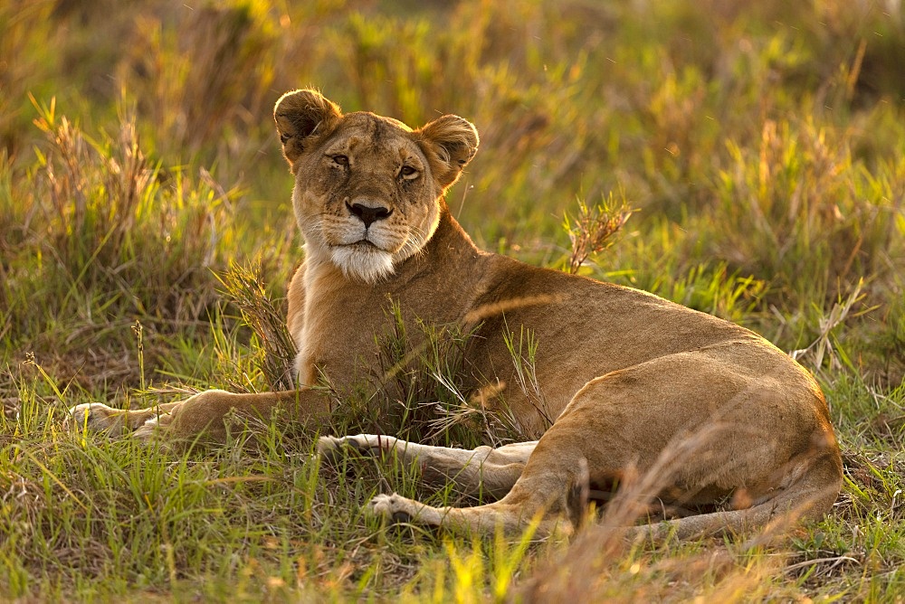 Lioness (Panthera leo) in savanna, Masai Mara National Park, Kenya, East Africa, Africa