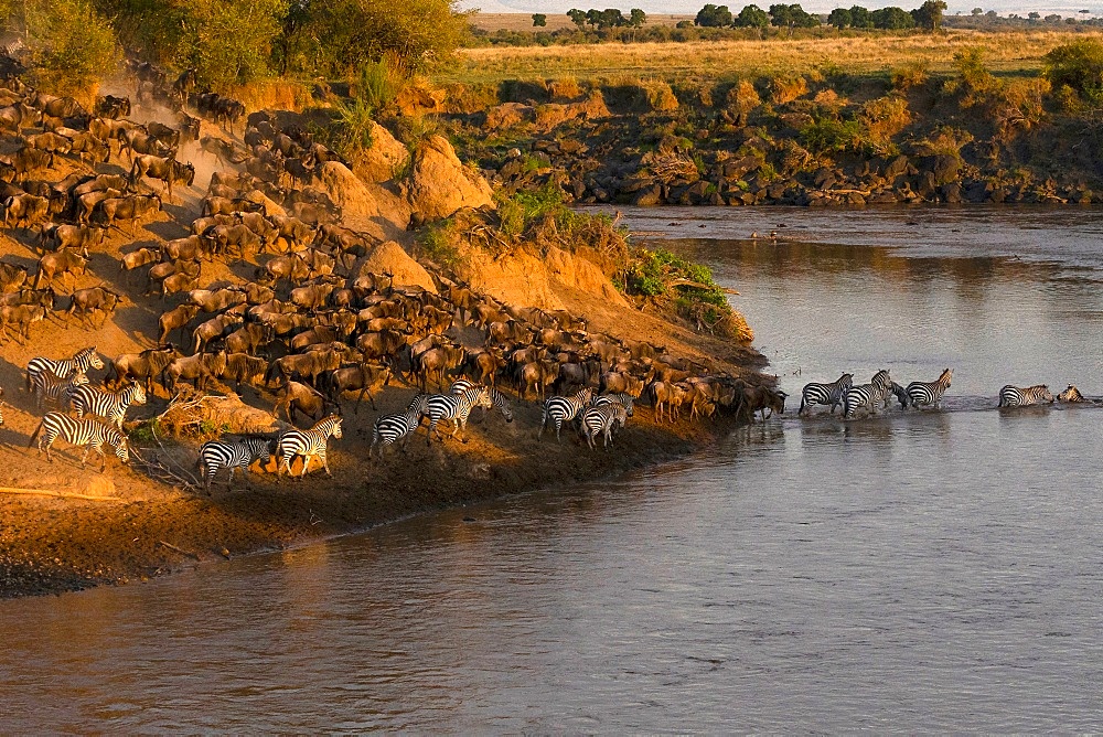 Migratory blue wildebeest (Connochaetes taurinus) crossing the Mara River, Masai Mara National Reserve, Kenya, East Africa, Africa