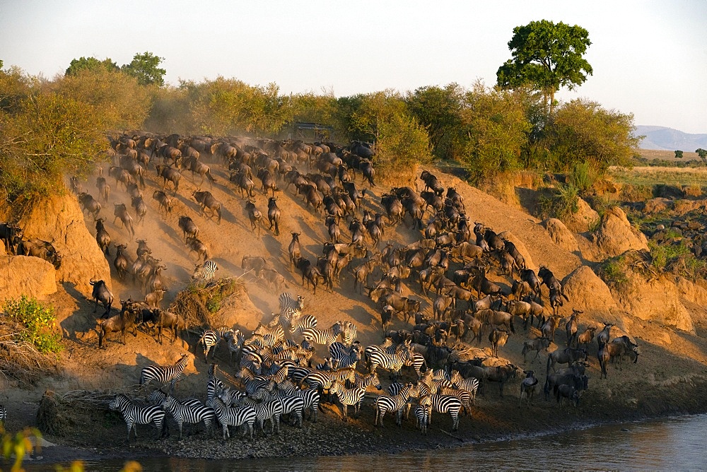 Migratory blue wildebeest (Connochaetes taurinus) crossing the Mara River, Masai Mara National Reserve, Kenya, East Africa, Africa