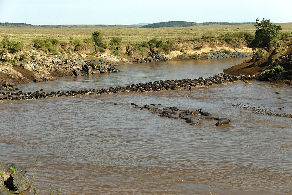 Migratory blue wildebeest (Connochaetes taurinus) crossing the Mara River, Masai Mara National Reserve, Kenya, East Africa, Africa