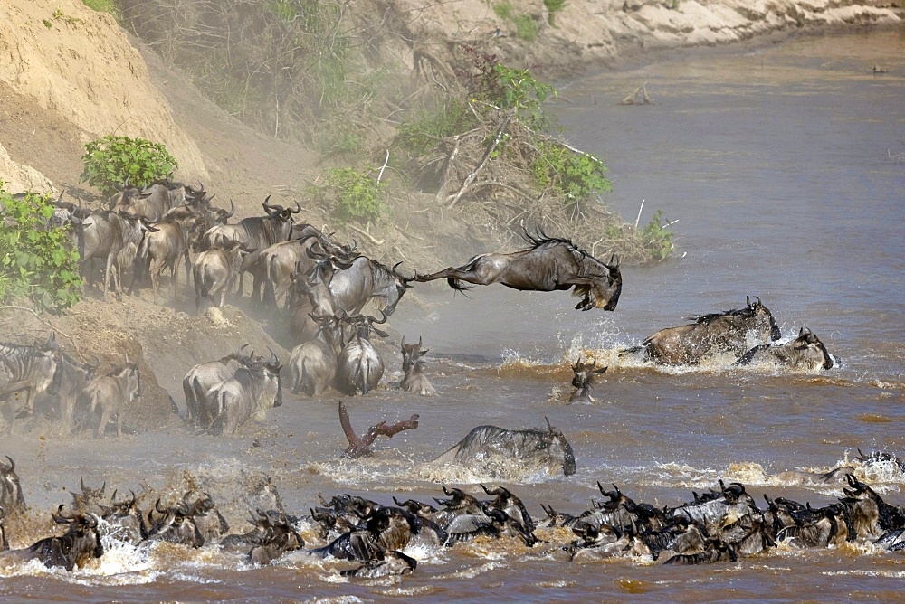 Migratory blue wildebeest (Connochaetes taurinus) crossing the Mara River, Masai Mara National Reserve, Kenya, East Africa, Africa