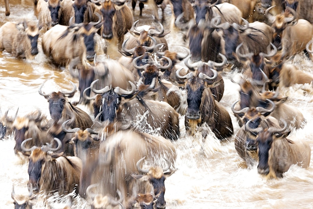 Migratory blue wildebeest (Connochaetes taurinus) crossing the Mara River, Masai Mara National Reserve, Kenya, East Africa, Africa