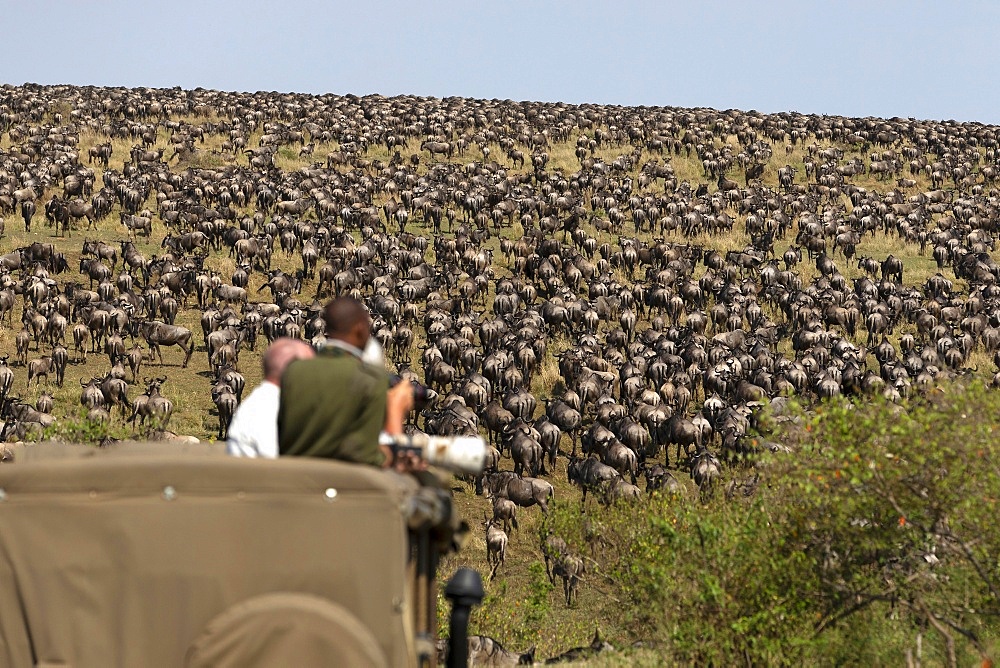 Wildebeest migration (Connochaetes taurinus), Masai Mara National Reserve. Kenya, East Africa, Africa