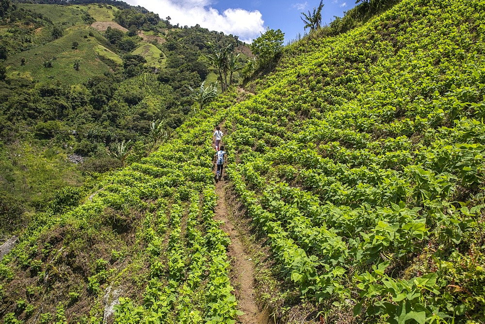 Children walking along terraced fields in Intag valley, Ecuador, South America