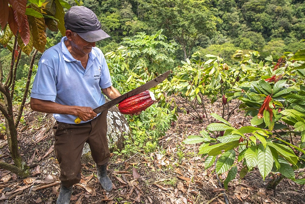 Cocoa planter breaking a pod in Intag valley, Ecuador, South America