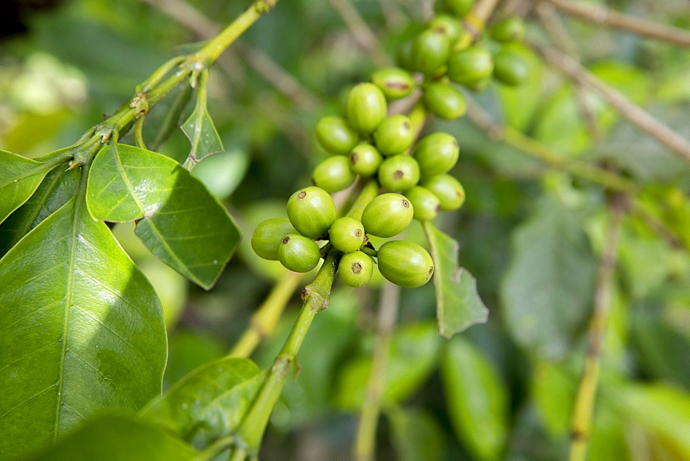 Coffee plantation in Intag valley, Ecuador, South America