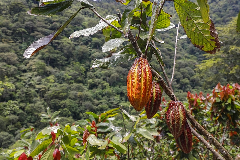 Cocoa plantation in Intag valley, Ecuador, South America