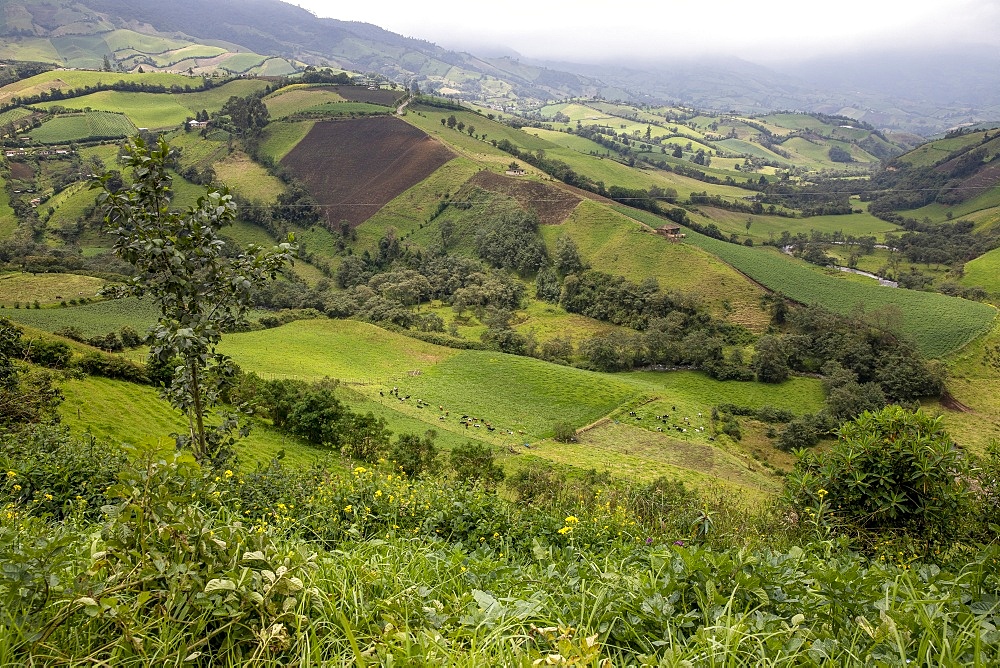 Northern sierra landscape, Carchi, Ecuador, South America