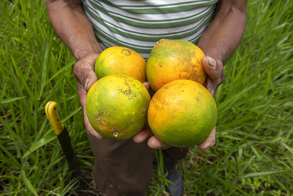 Farmer offering oranges in Intag valley, Ecuador, South America