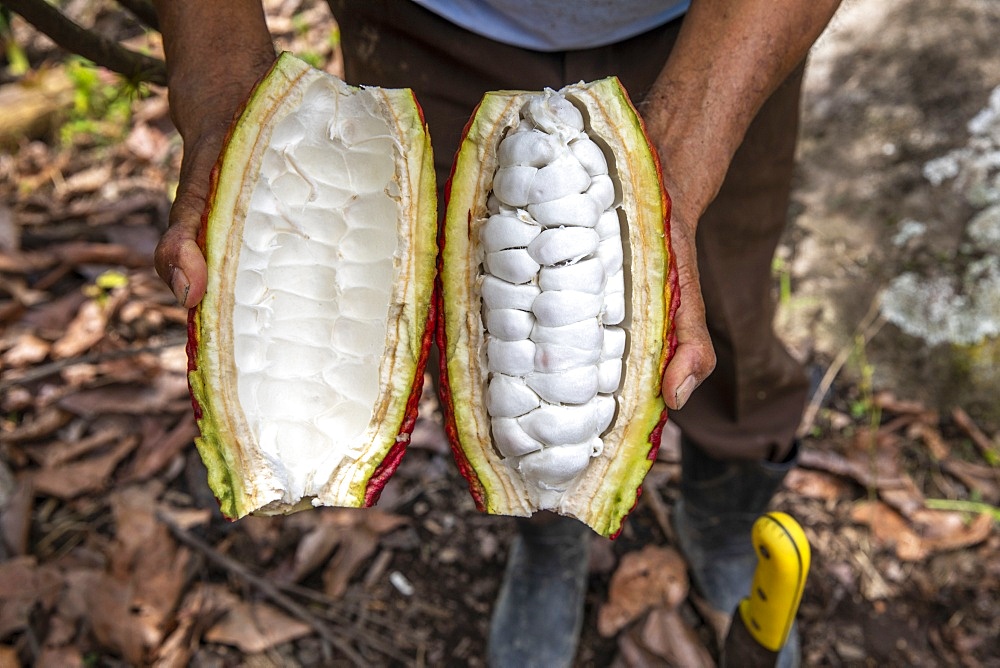 Cocoa planter opening a pod in Intag valley, Ecuador, South America