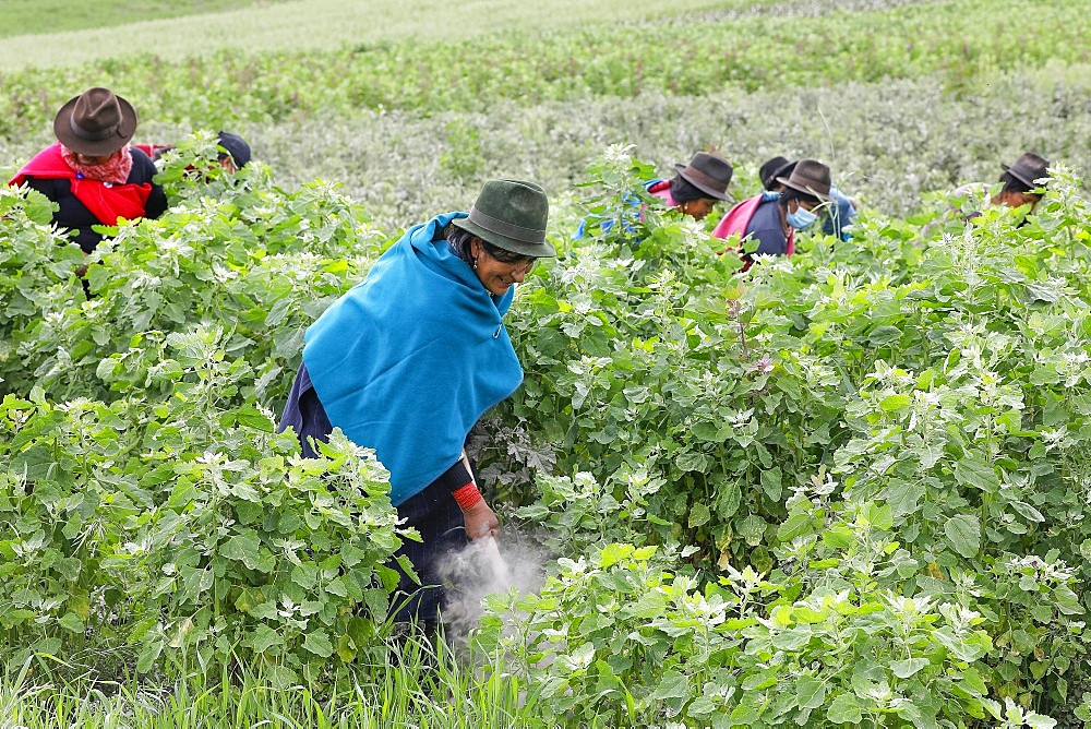 Indigenous women working in a quinoa field in San Jose de Tanquis, Ecuador, South America