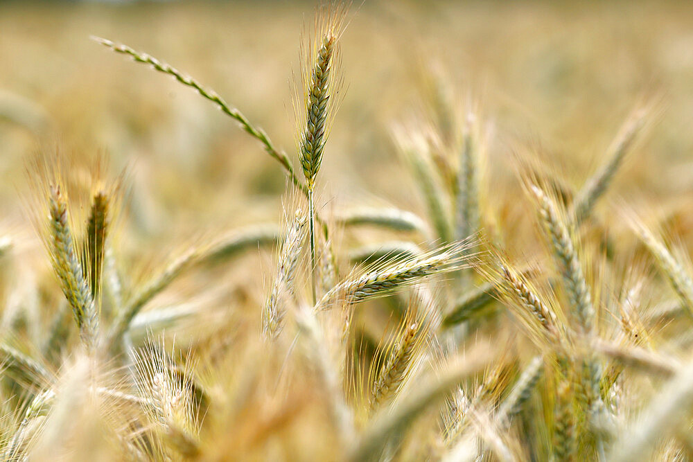 Wheat field, cultivated plants and agriculture, Yonne, France, Europe