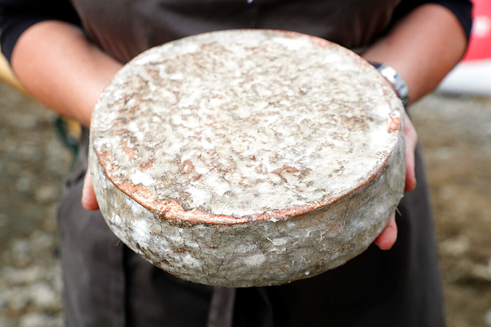 Traditional French cheese, Tomme de Savoie, mountain cheese, Haute-Savoie, France, Europe