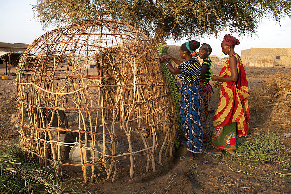 Peul women building a hut in a Peul village in Northern Senegal, West Africa, Africa