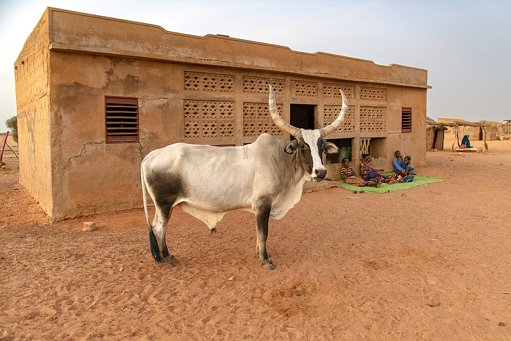 Bull standing in front of a village main house in a rural area of Northern Senegal, West Africa, Africa